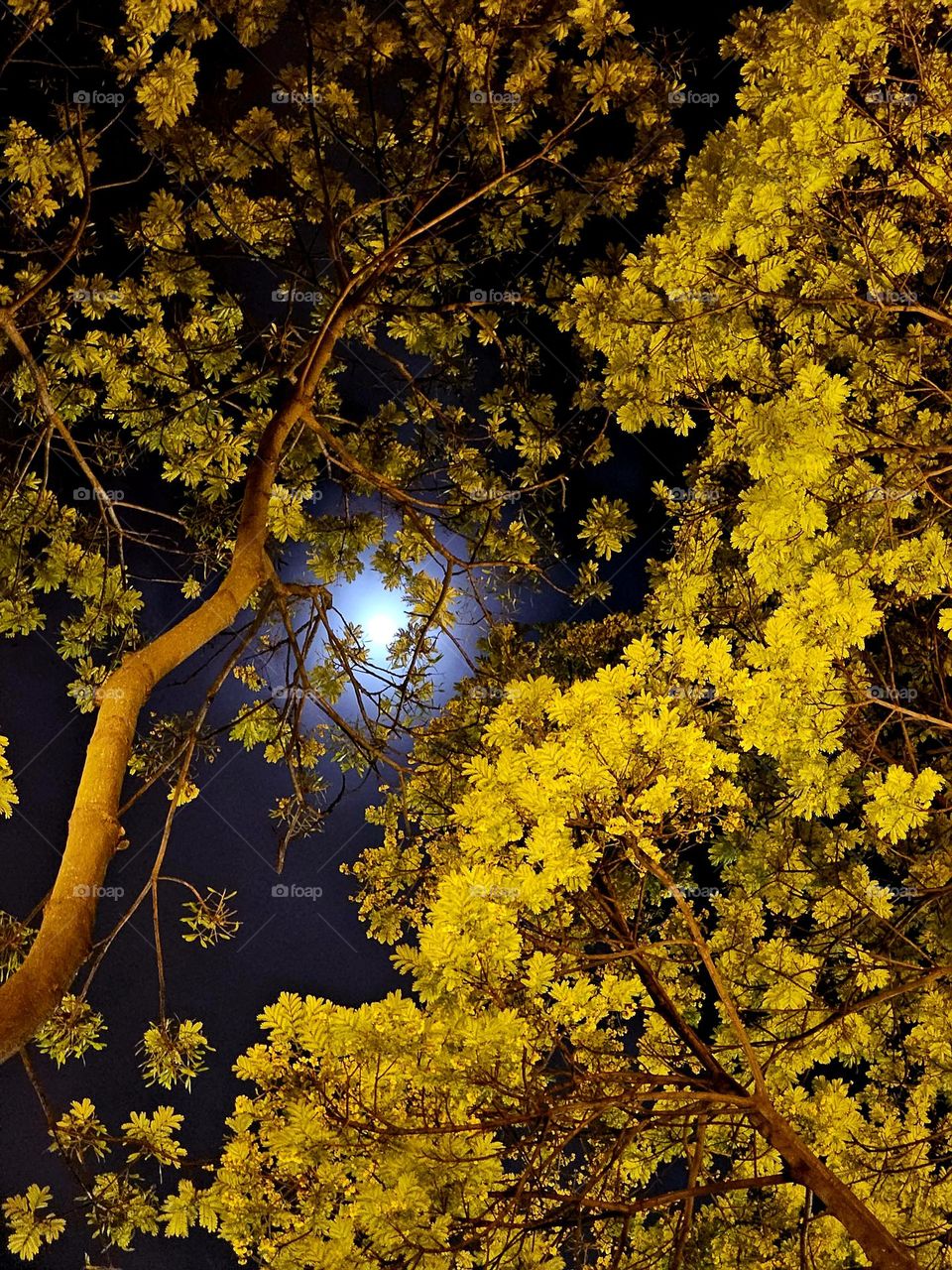 looking at the moon through trees at Hong Kong Victoria Park