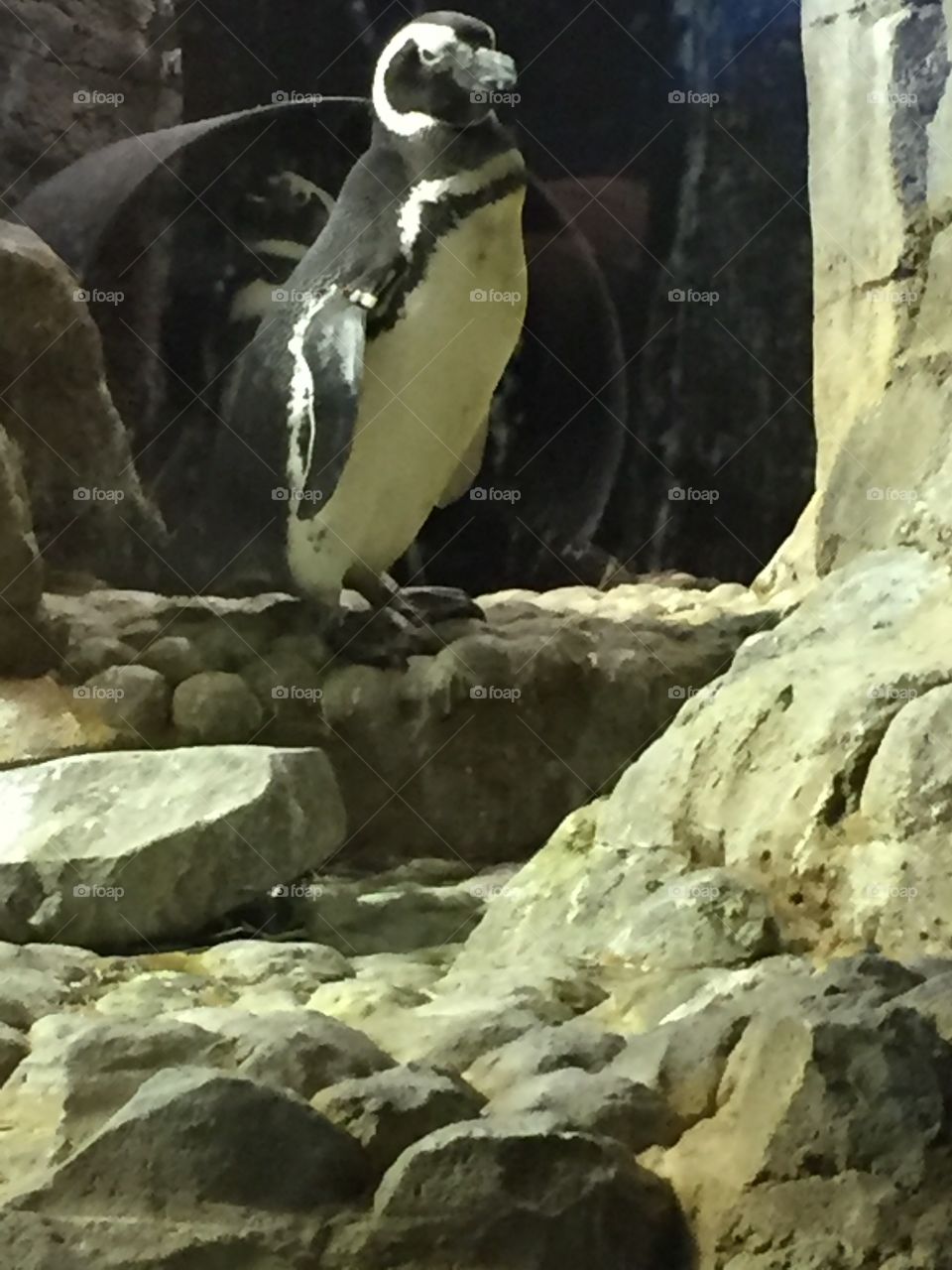 Penguin 
