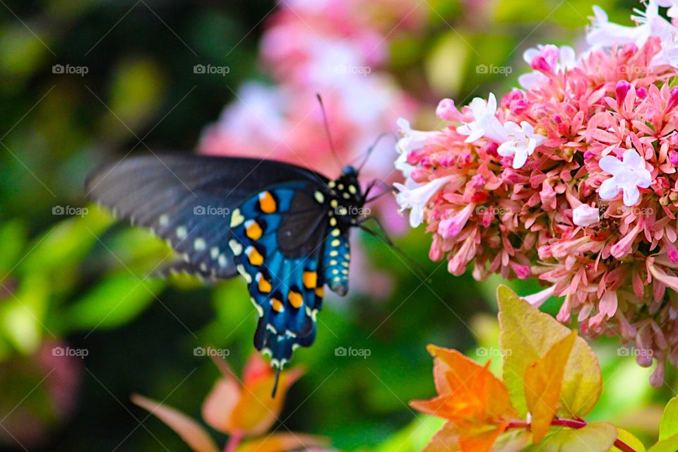 Orange Spotted Butterfly 