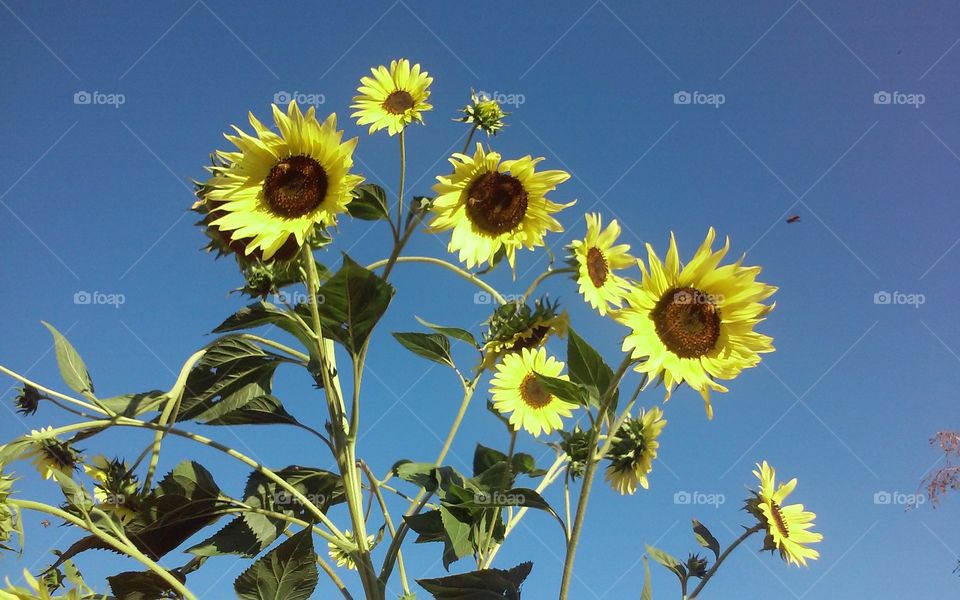 sunflowers