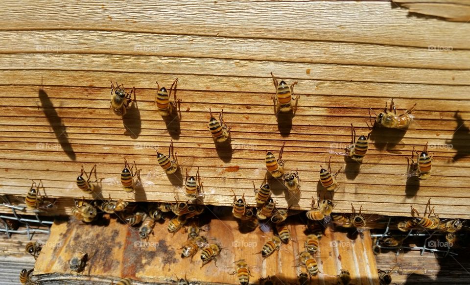 Bees Fanning Hive