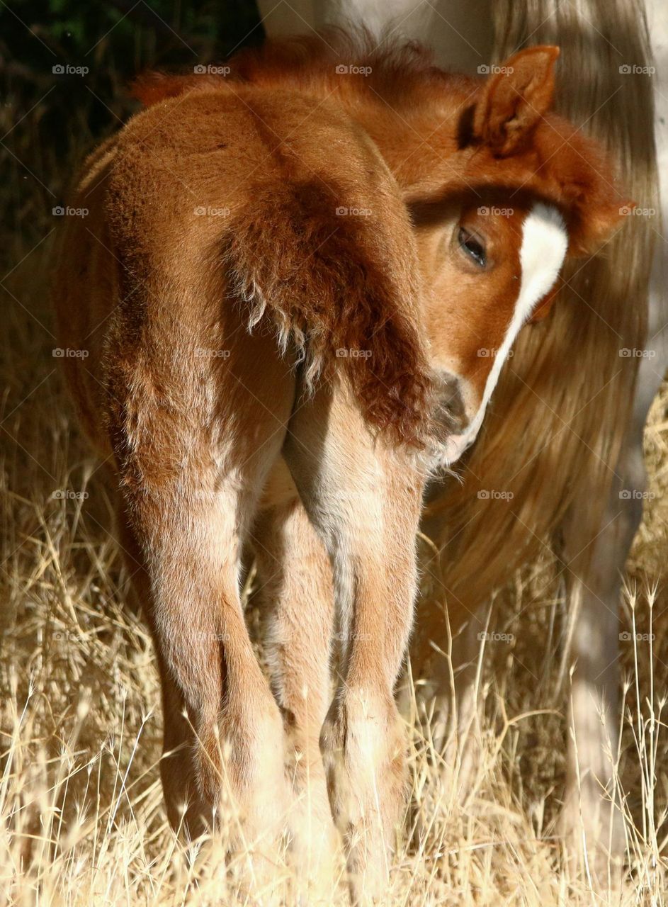 Wild Filly Looking Backwards