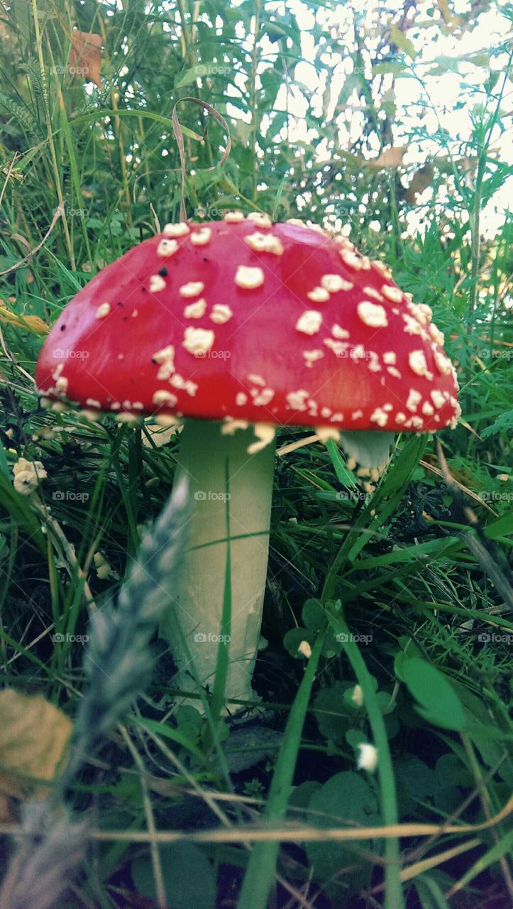 Mushroom, Fungus, Grass, Nature, Toadstool