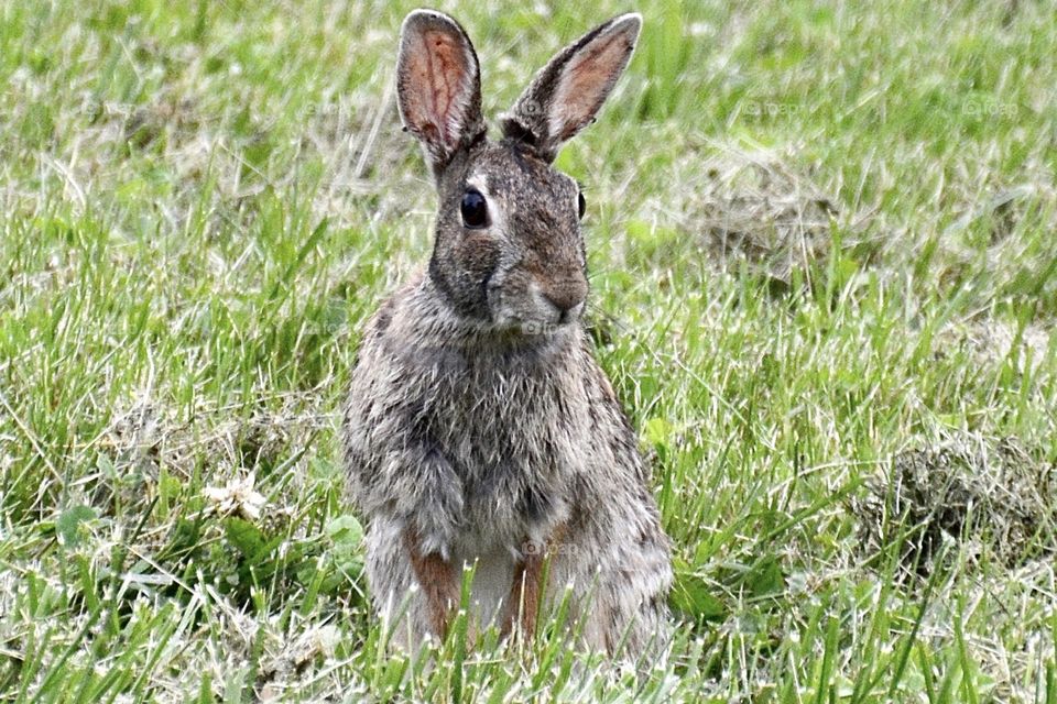 Rabbit in the field 