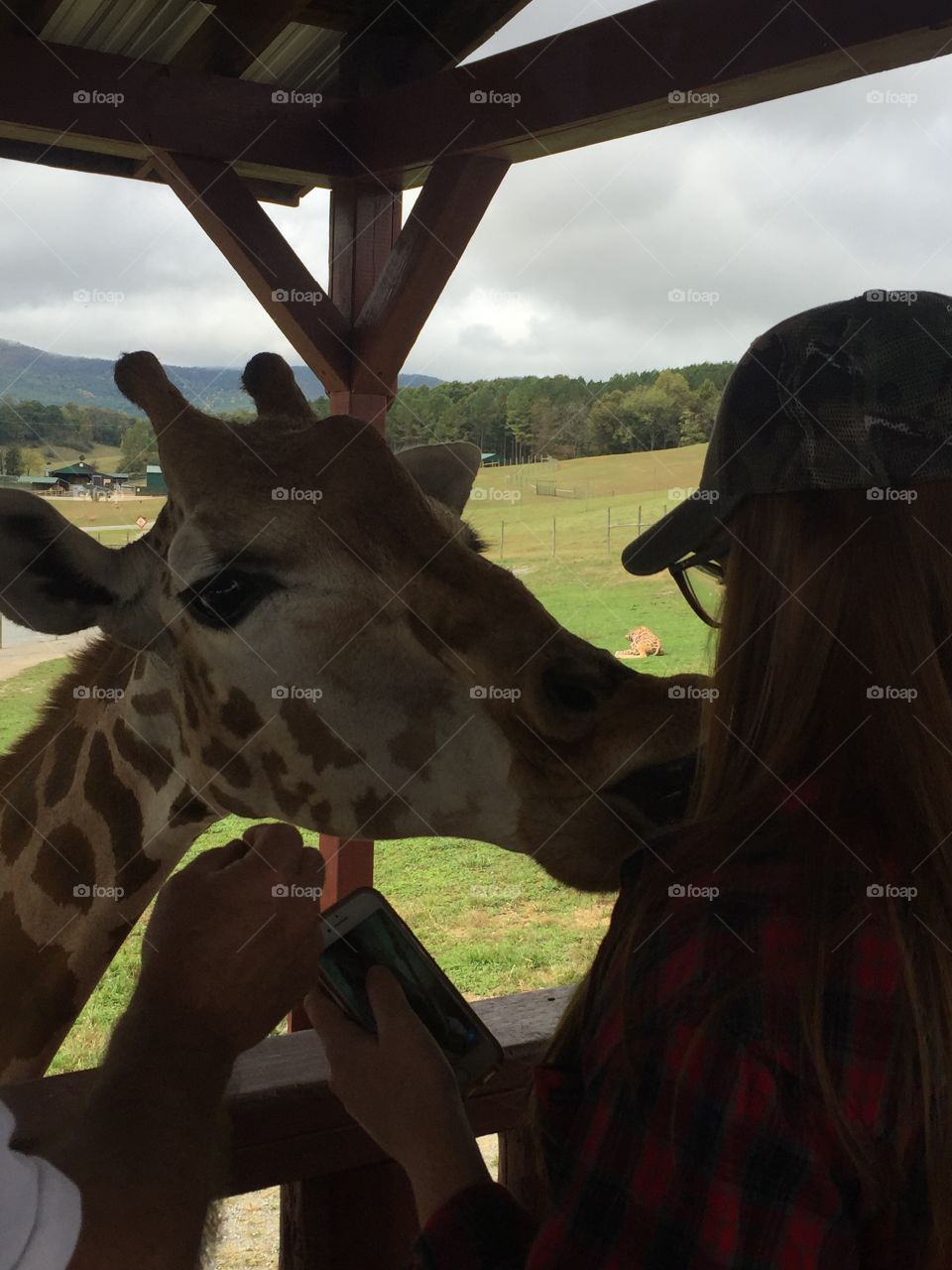 Giraffe kiss at Safari park