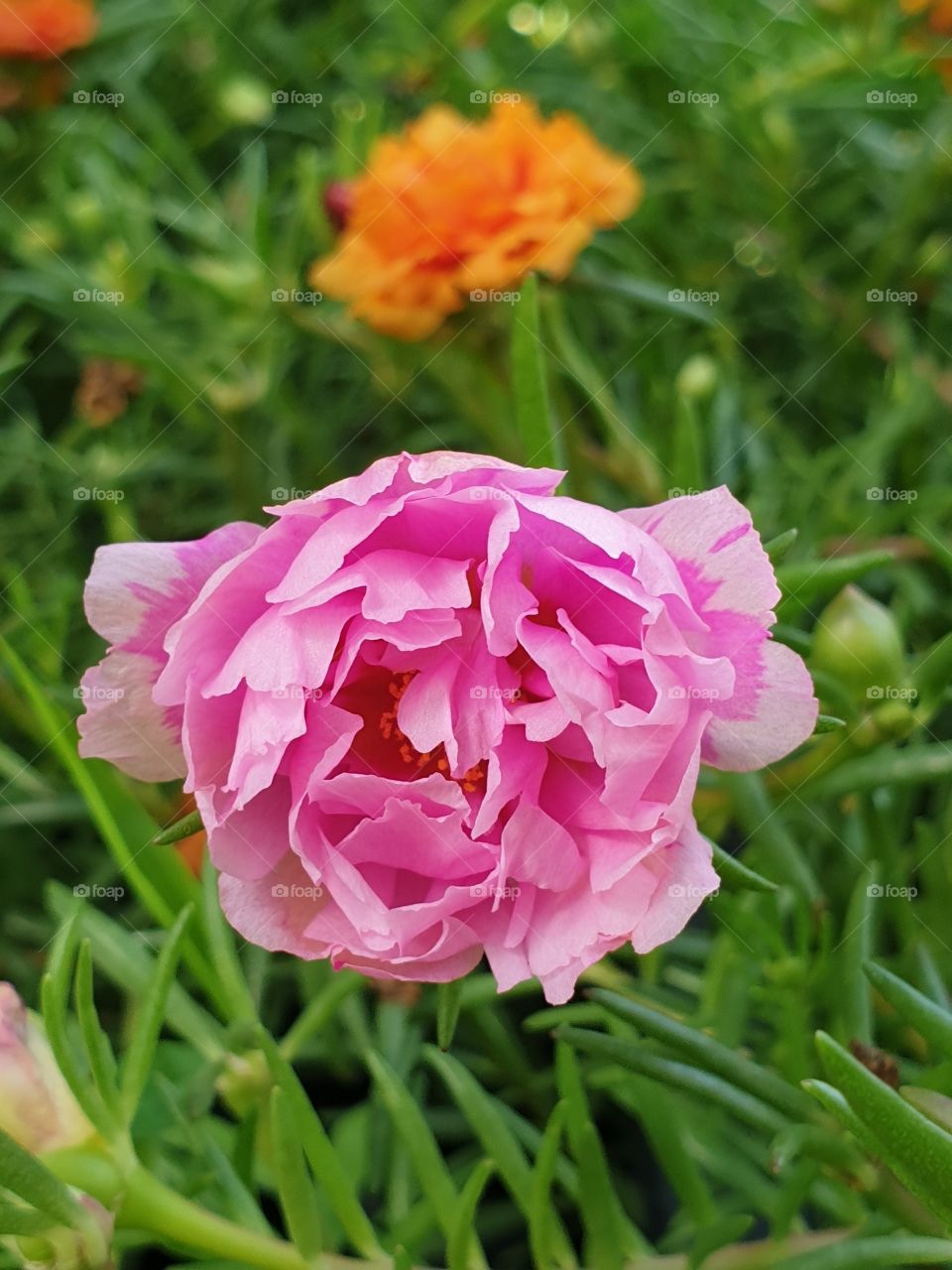 the portulaca grandiflora