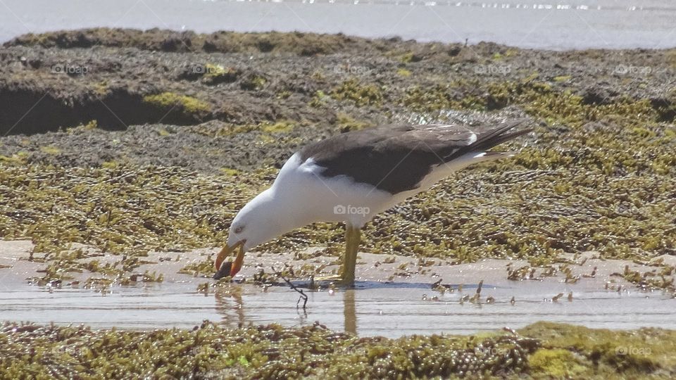a big sea bird catching food in and around the rock pools