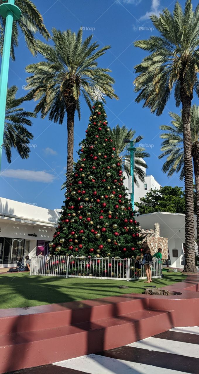 Christmas in the summer. Christmas trees and palm trees.