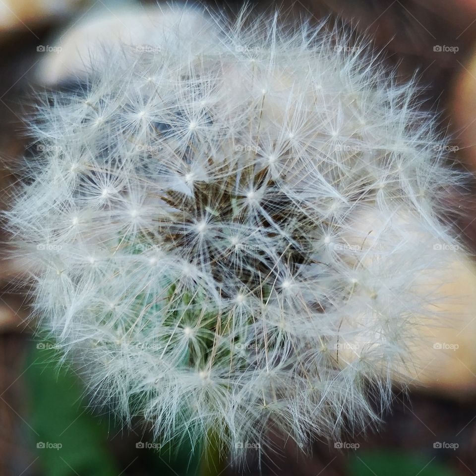 macro dandelion