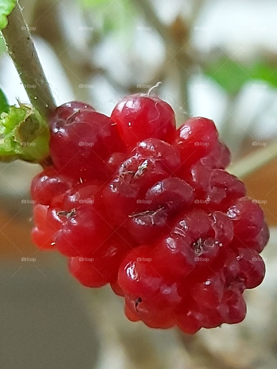 magia de um bonsai de amora