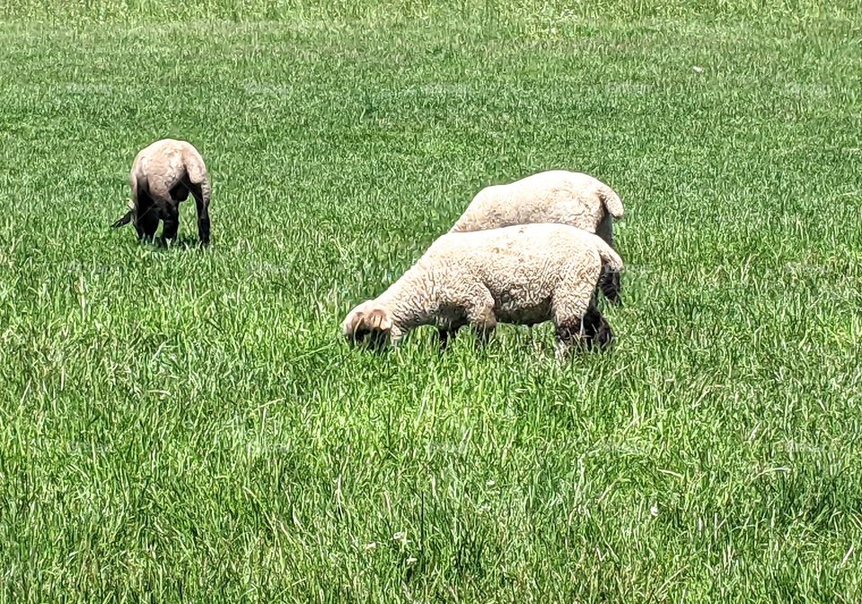 Three sheep grazing in an open field. Vibrant and lush grass on a beautiful and bright spring day.
