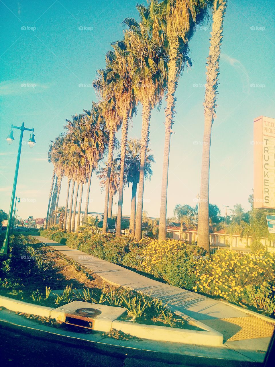 Sunny California is best known for there Beautiful and many palm trees that stand together near the streets.