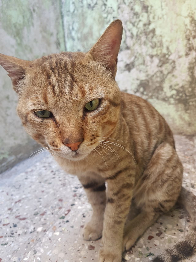 angry cat