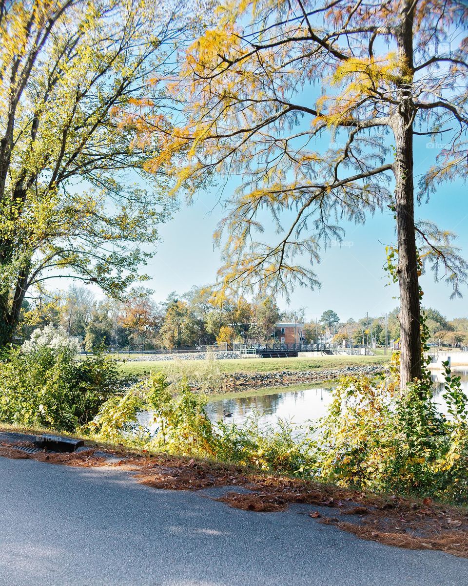 Trees showing off Fall color season in November in North Carolina 