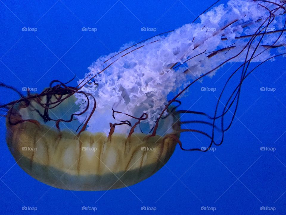Jellyfish 