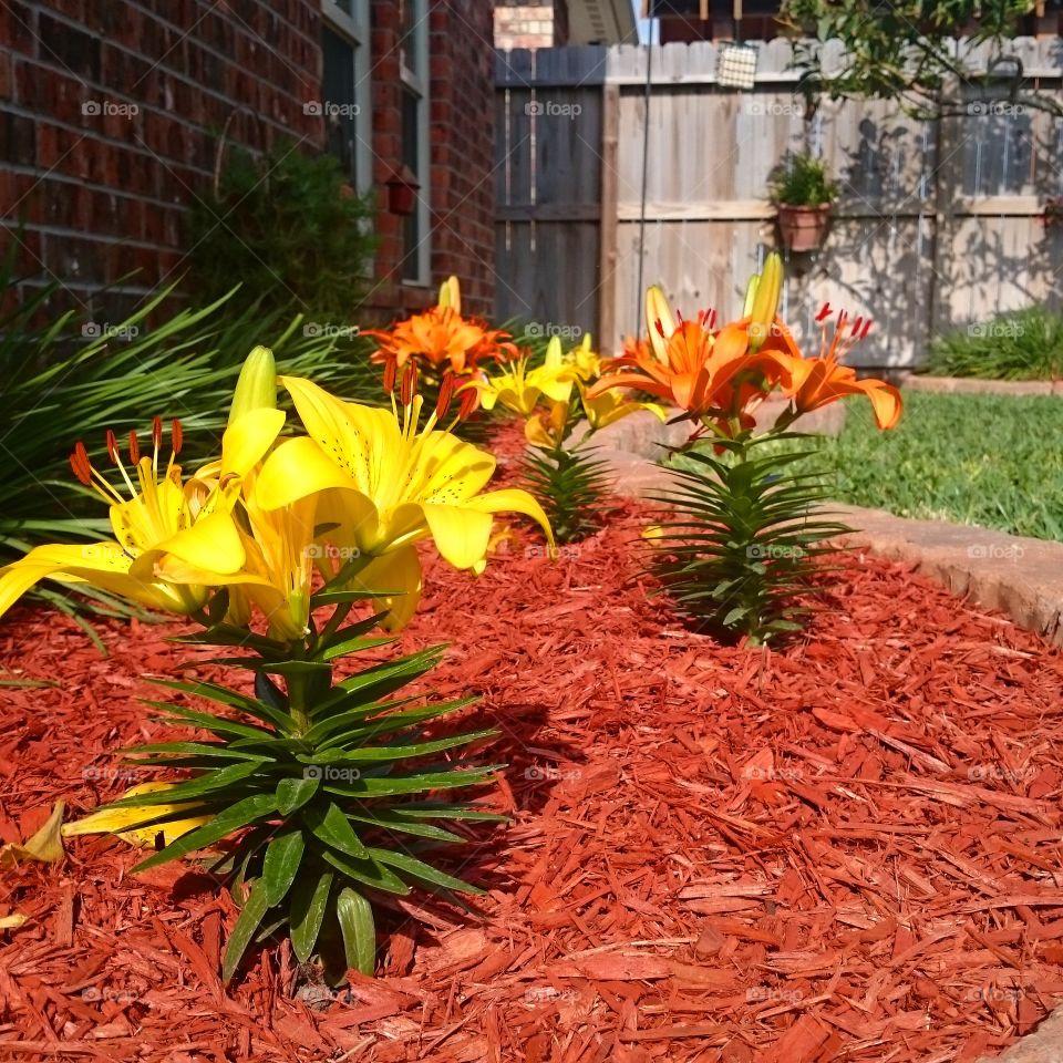 flower bed yellows orange red mulch day Lillys