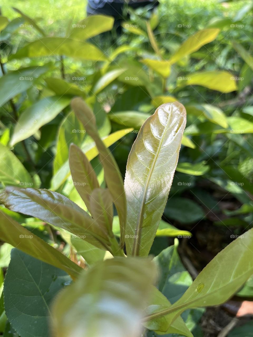 Plants around us,@ Upcountry, Thailand 🇹🇭