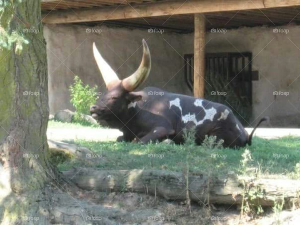 African Watusi bull.