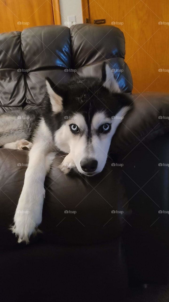 husky