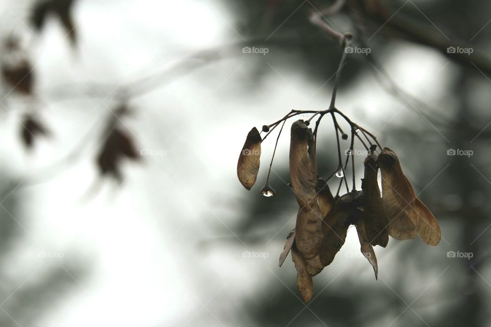 raindrops dripping from tree