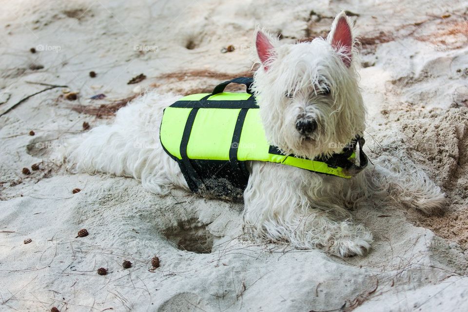 Cute westie dog relax on the beach