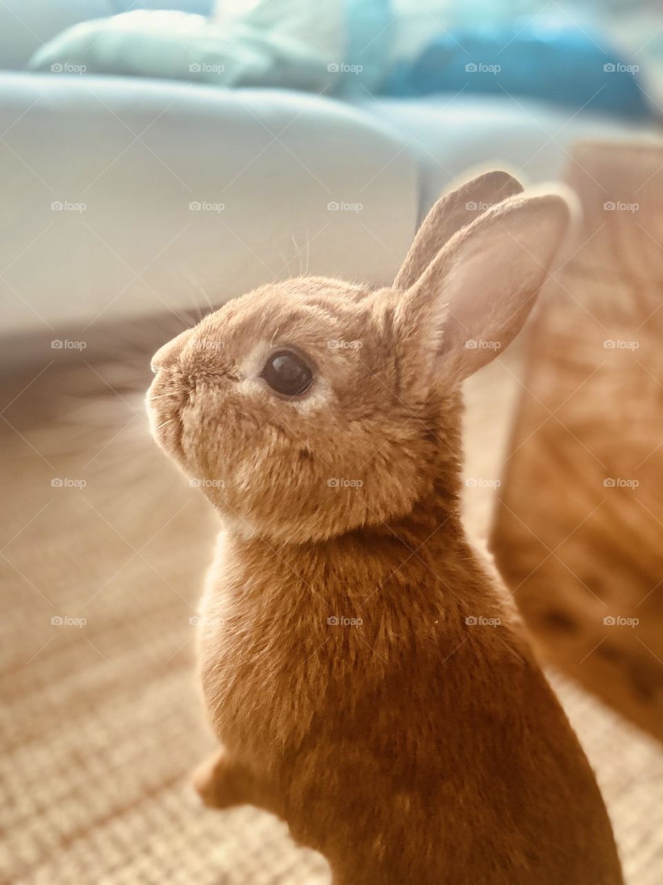 Bun in the light