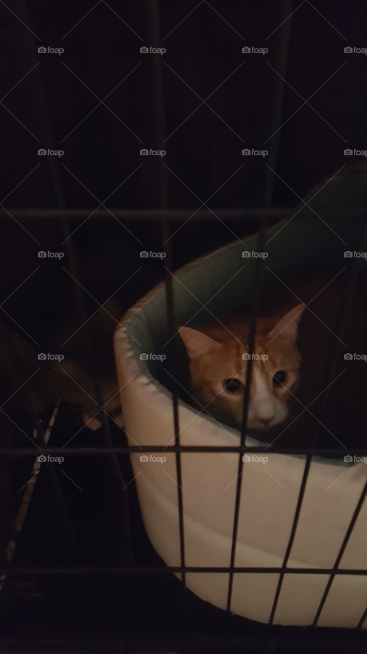 cat in cage