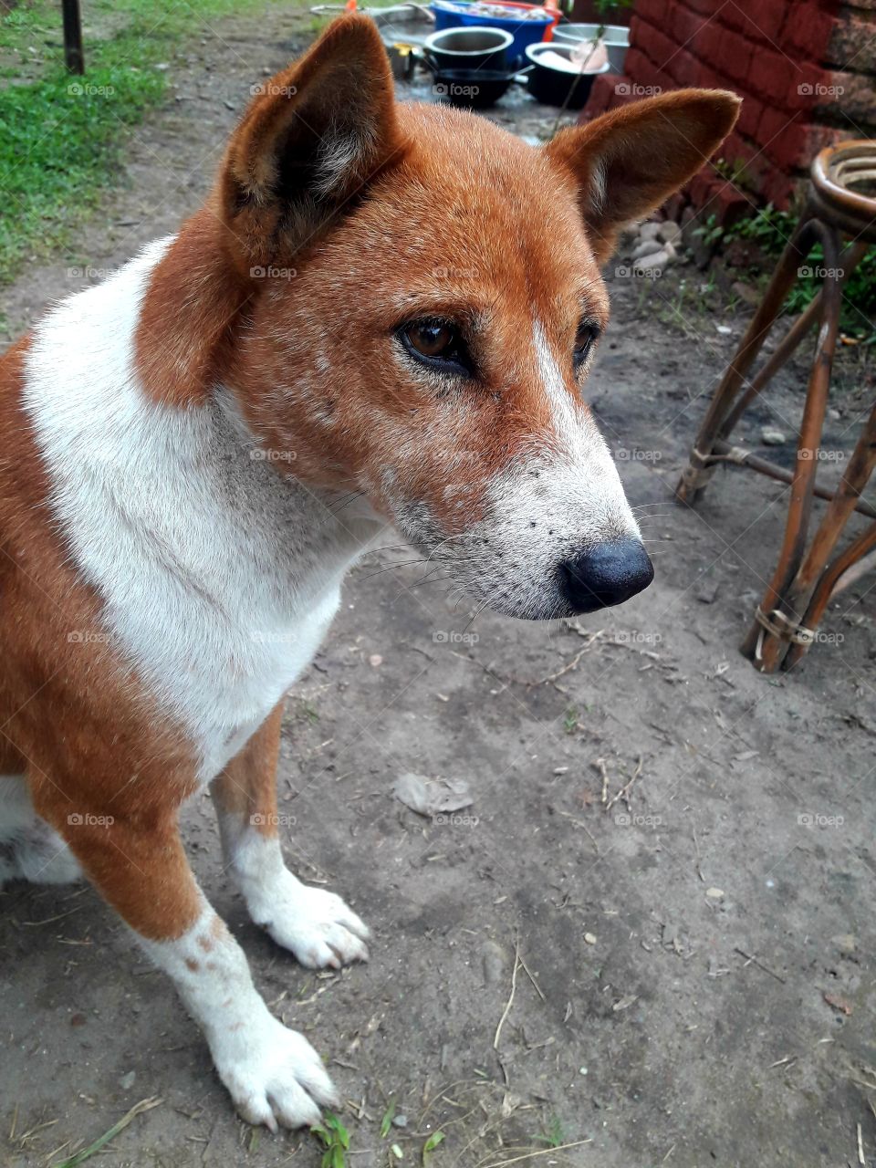 Domestic Dog looking cute