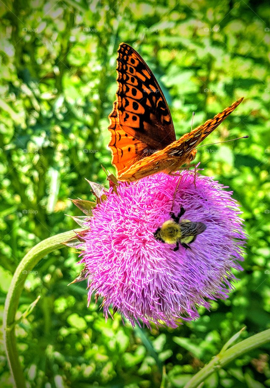 A Bumblebee and a Butterfly on a Thistle Blossom