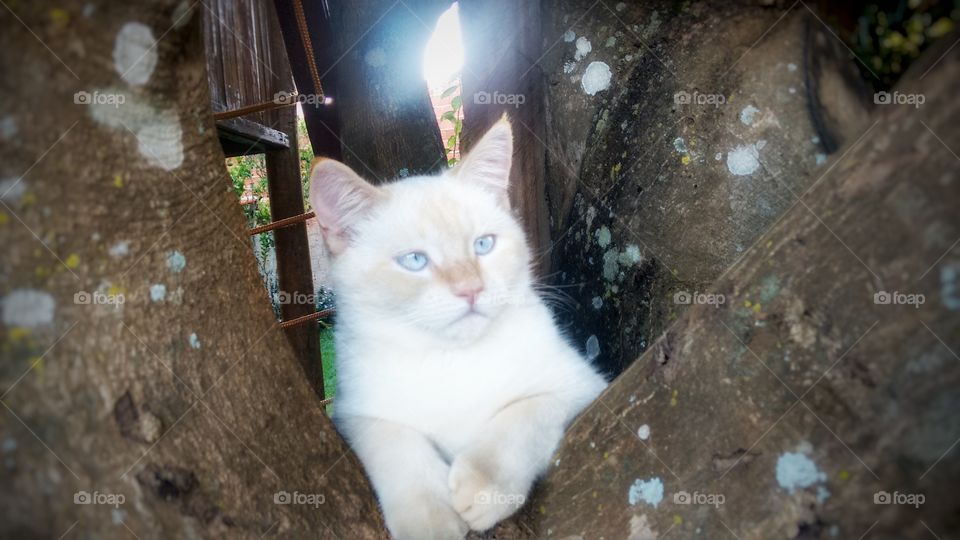 gato branco cat