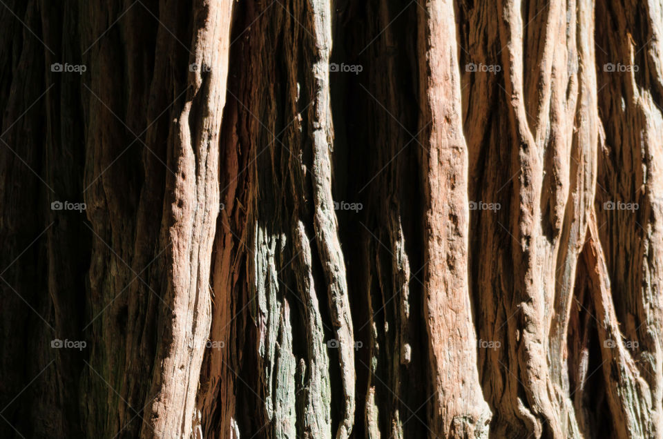 Full frame shot of tree trunk in forest.