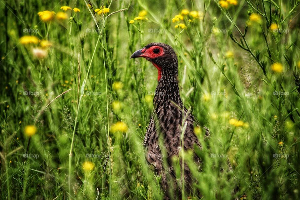 Swainson's francolin