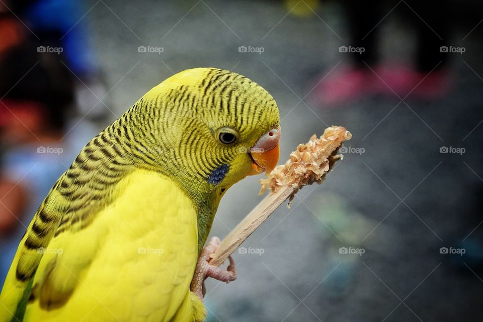 Yellow parakeet 