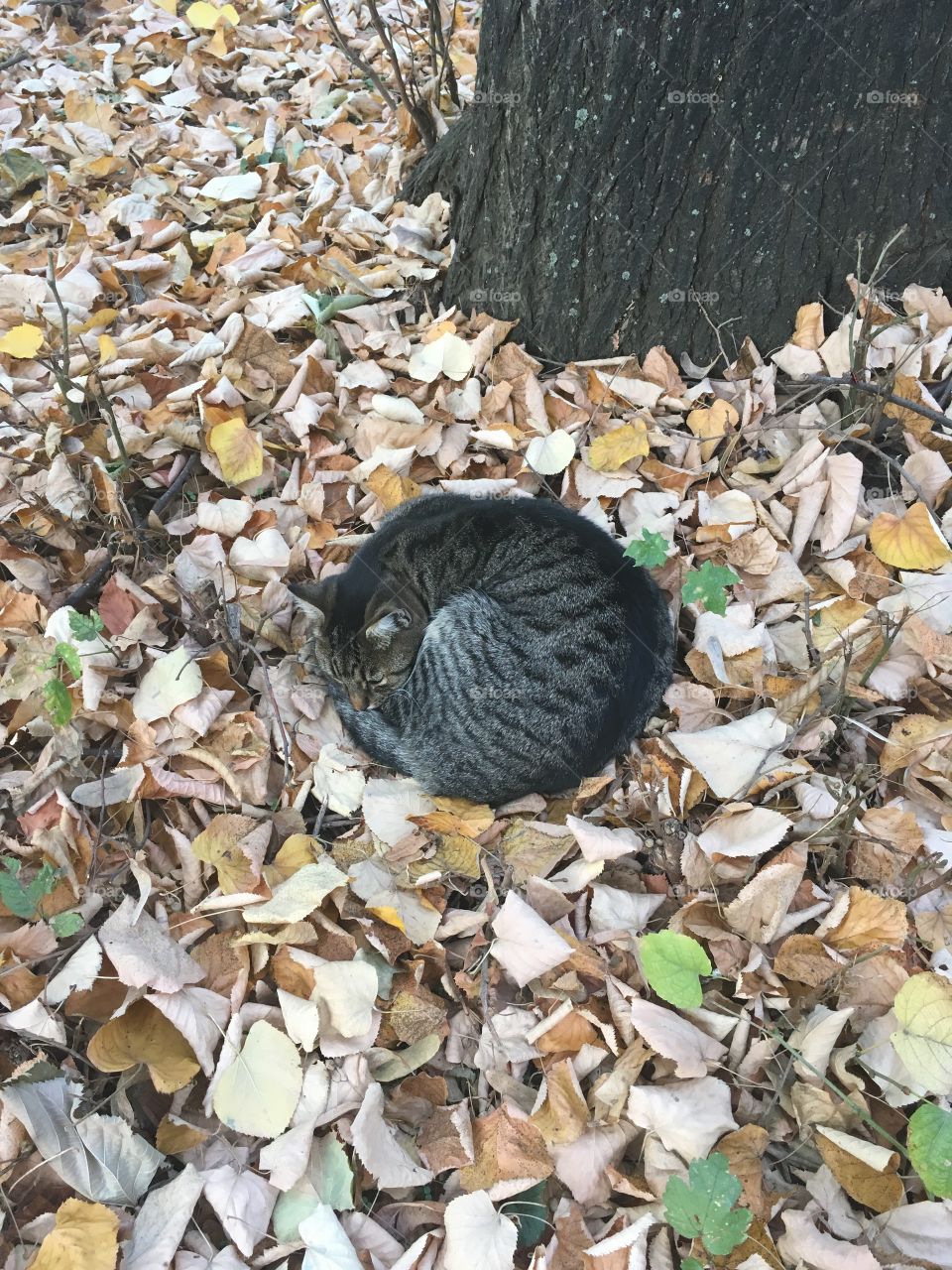 Dark-gray curled-up cat near a tree in yellow autumn leaves