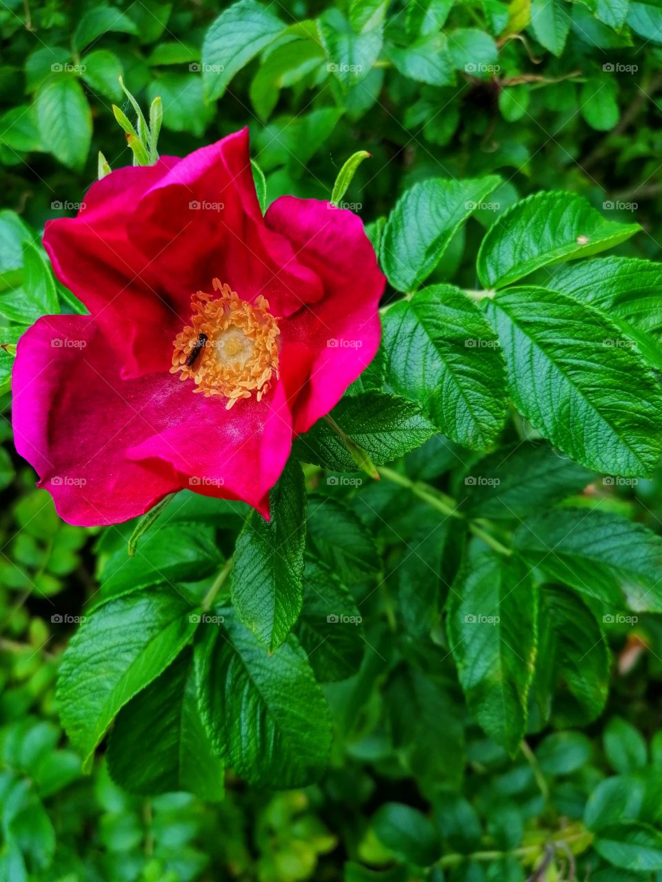 A fly inside a beautiful rose.