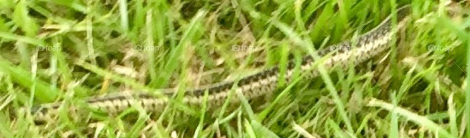 Garden Snake 