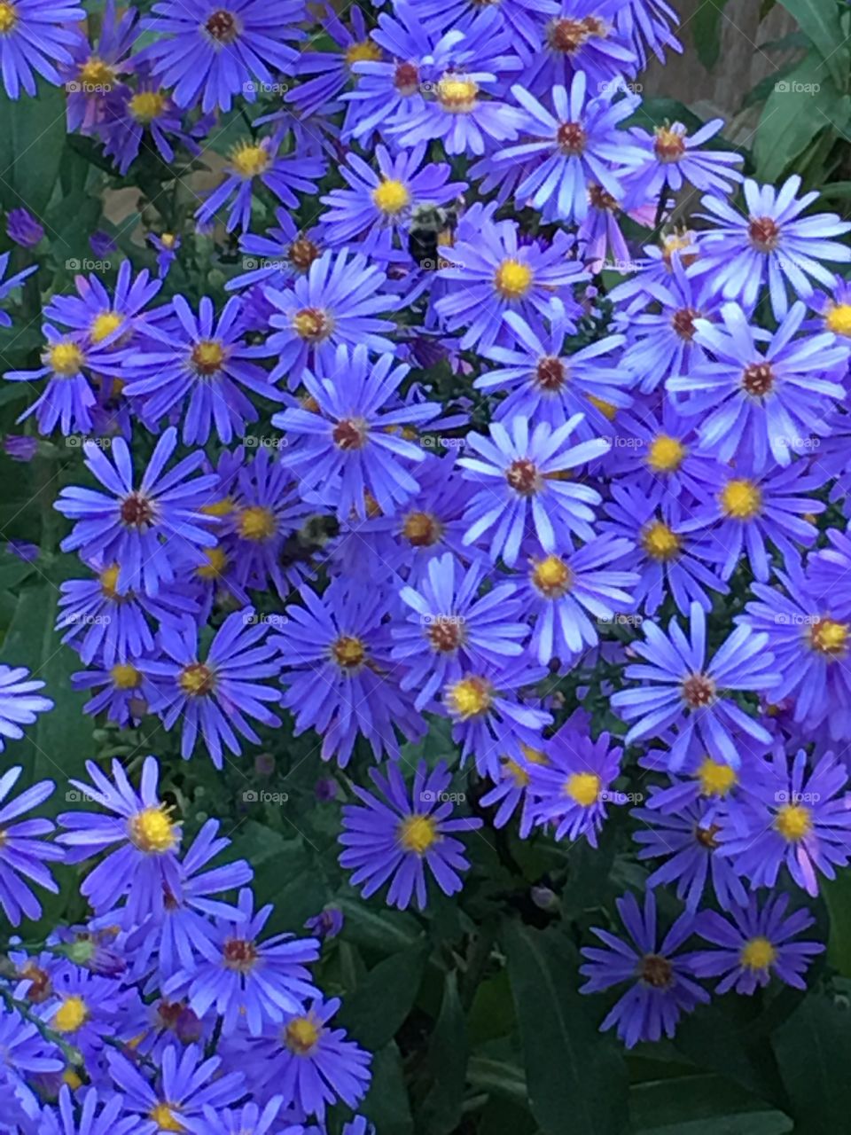 Sunlight & shade playing on Purple Daisy flower bush, late afternoon!