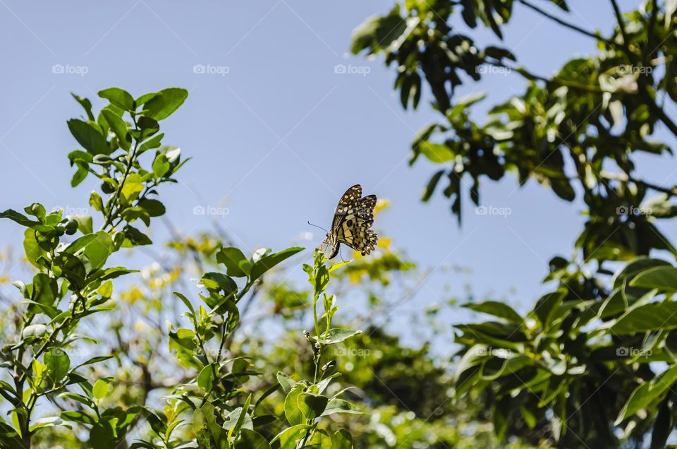 Butterfly At Top Of Tree