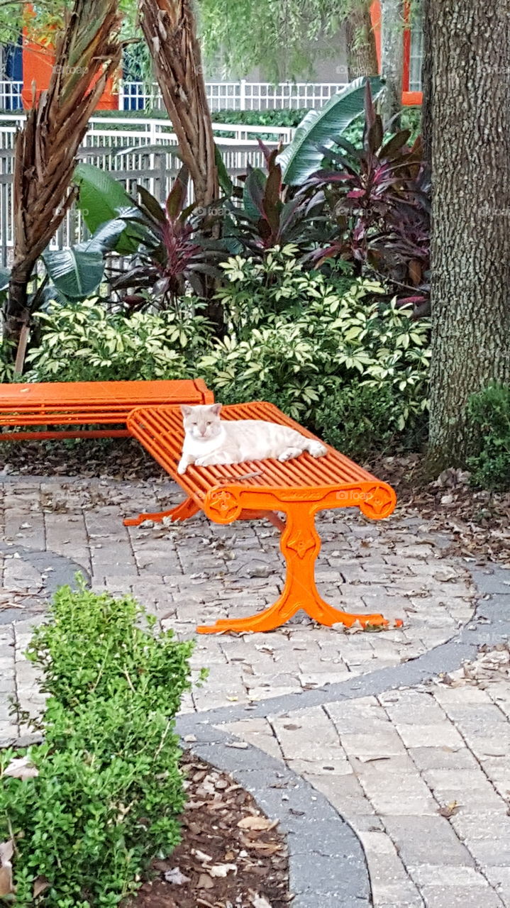 cat on orange bench 2