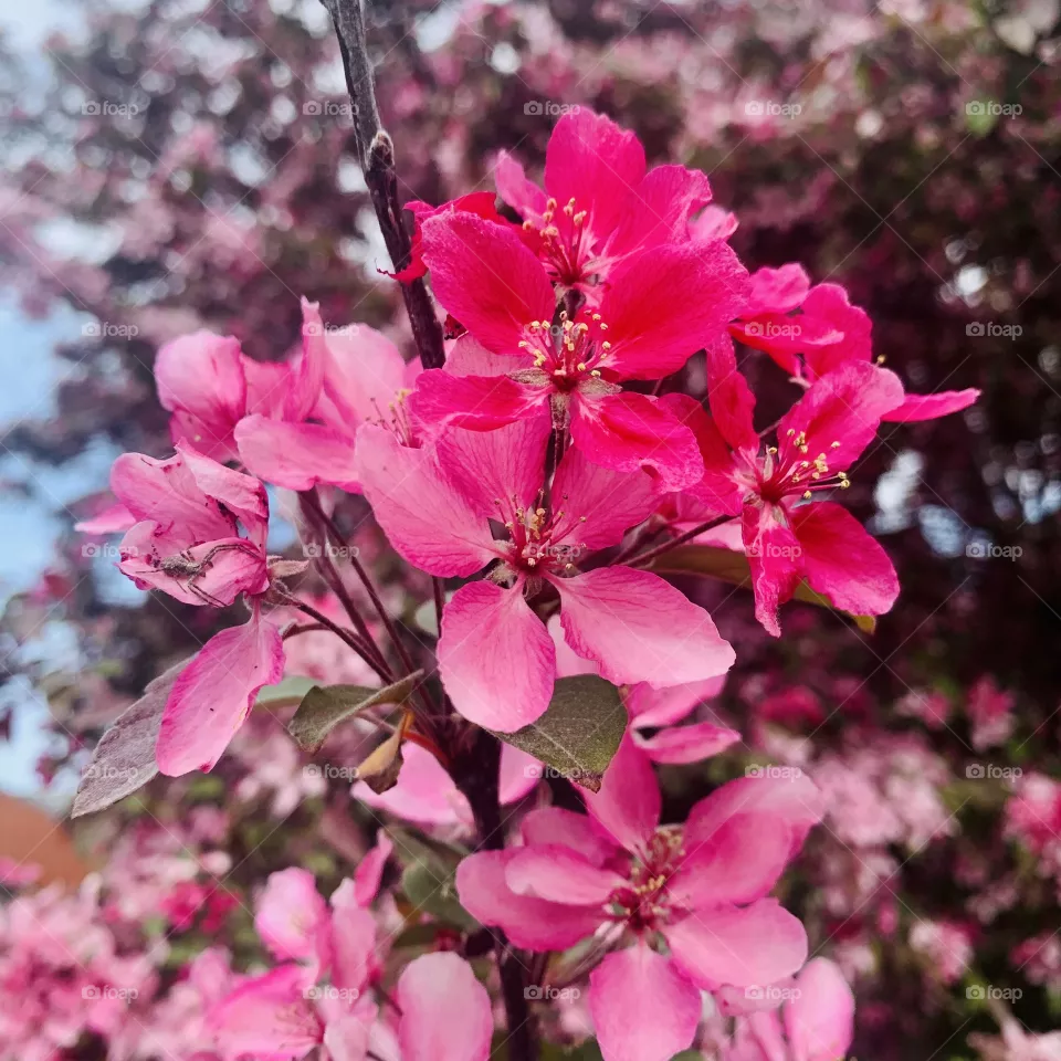 Apple tree in bloom near my home, Quebec, Canada 