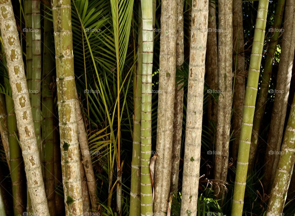 Bamboo