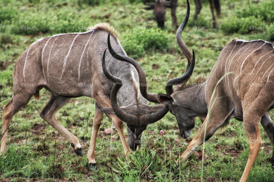 two kudu locking horns on a cloudy afternoon.