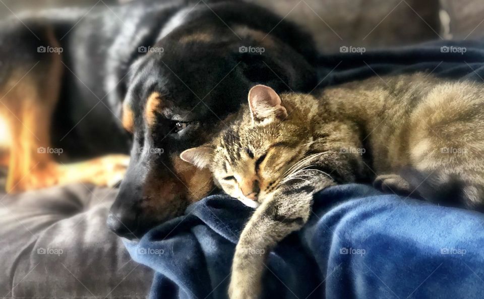 Puppy and kitten cuddles