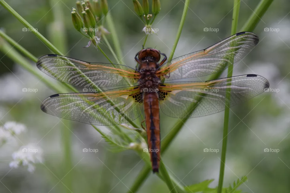 ruhende Libelle