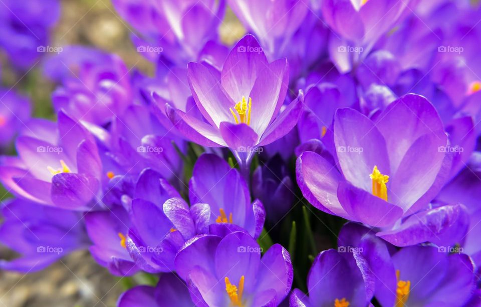 Spring Landscape, Purple Crocus