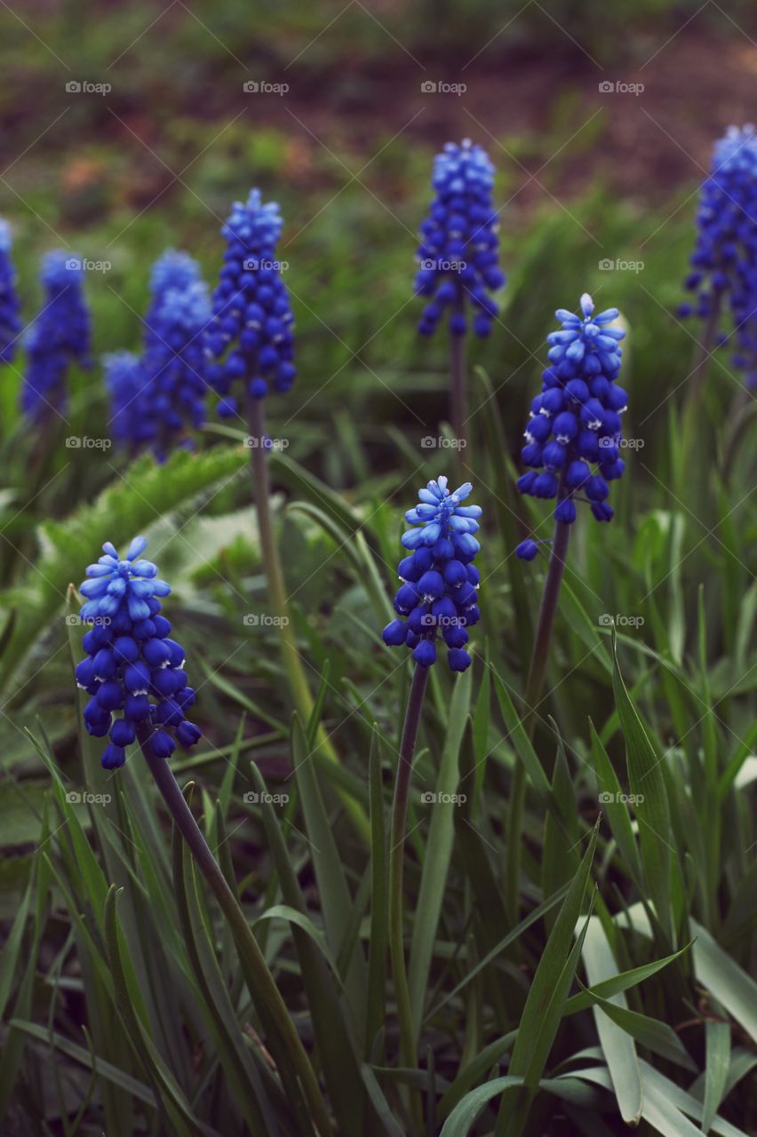 flowers in spring