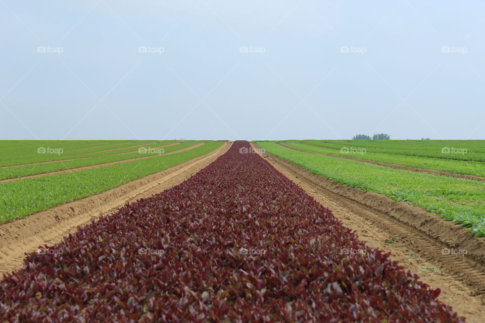 neat rows of crops