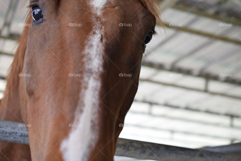 Thoroughbred Horse