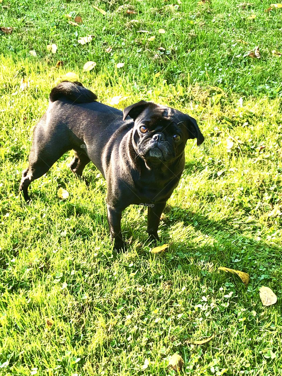 One Black Pug