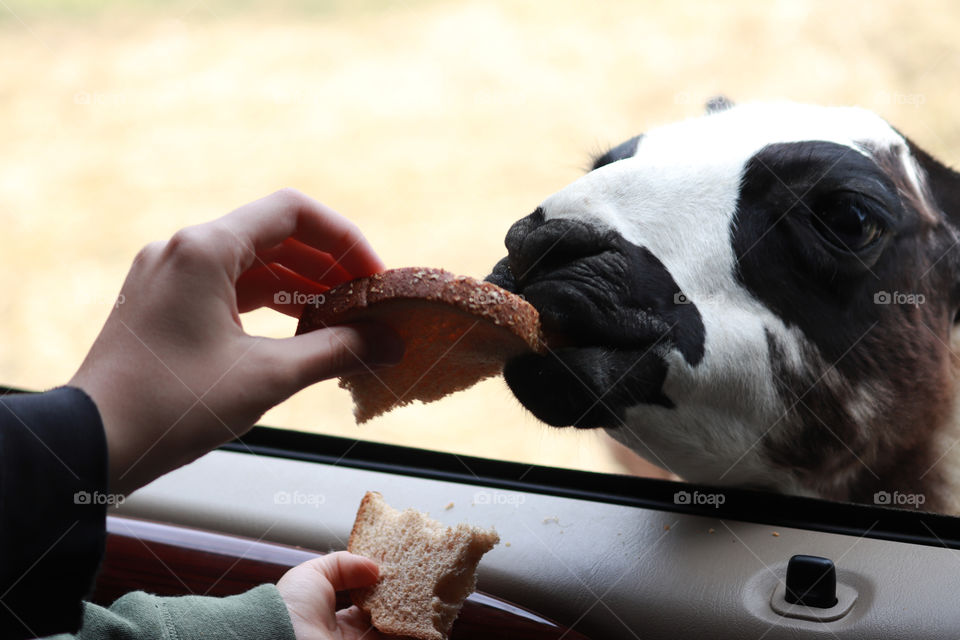 People feeding a llama from a car window